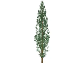 Pine Tree 3D Model