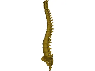 Human Spine 3D Model