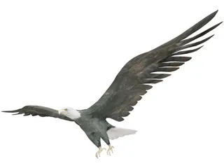 Eagle 3D Model