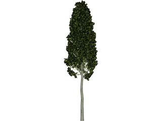 Carpinus Betulus Tree 3D Model