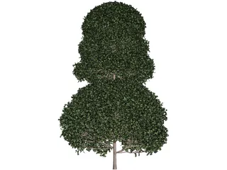 Buxux Semeprvirens Boxwood 3D Model