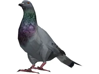 Pigeon 3D Model