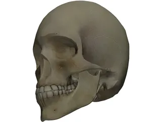 Skull 3D Model