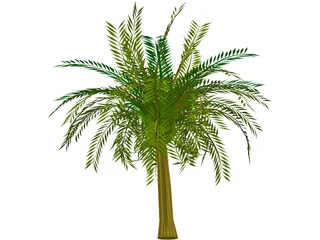 Palm Tree 3D Model