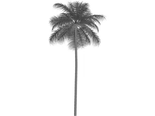 Palm Tree Caribean 3D Model