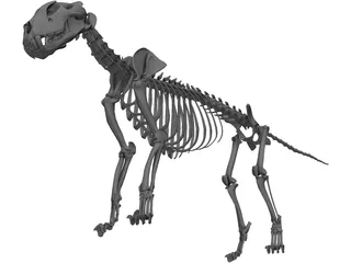 Lion Skeleton 3D Model