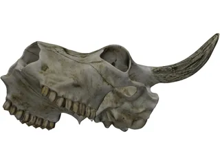 Cow Skull 3D Model