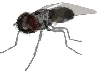 Fly Gray 3D Model