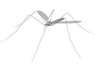 Mosquito 3D Model