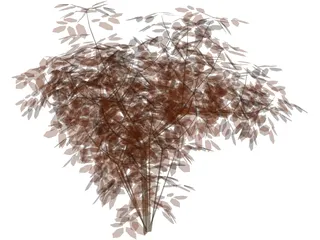 Cherry Tree 3D Model