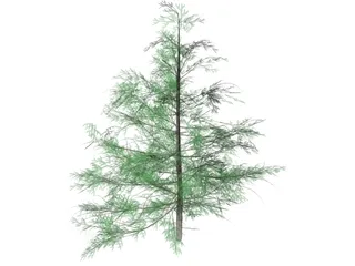 False Golden Larch 3D Model