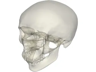 Skull 3D Model