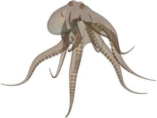 Octopus Vulgaris 3D Model