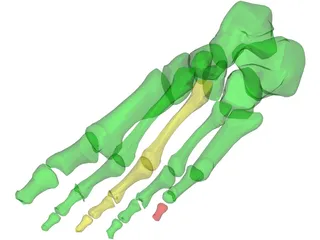 Foot Bone Female 3D Model