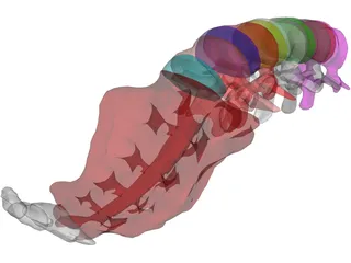 Lumbar Vertebrae Sacrum And Coccyx 3D Model
