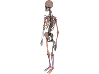 Skeleton Female 3D Model