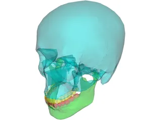 Skull Male 3D Model