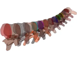 Vertebrae Thoracic 3D Model