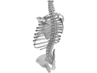 Torso Bone Male 3D Model