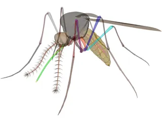 Mosquito 3D Model