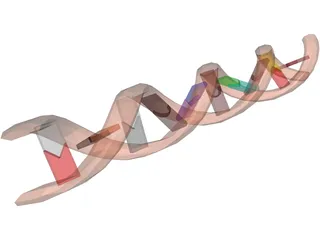 DNA Molecule 3D Model