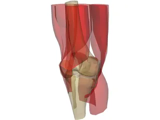 Knee 3D Model