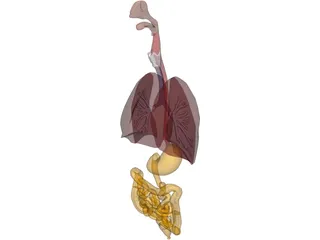 Digestive Tract and Respiratory 3D Model