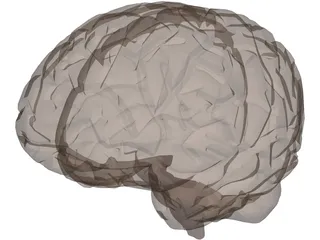 Brain 3D Model