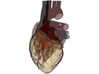 Heart with Internal Parts 3D Model