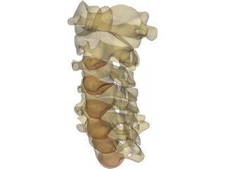 Vertebrae Cervical 3D Model