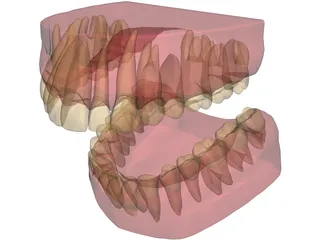 Teeth, Roots, Gums 3D Model