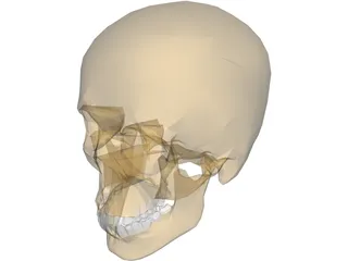 Skull 3D Model