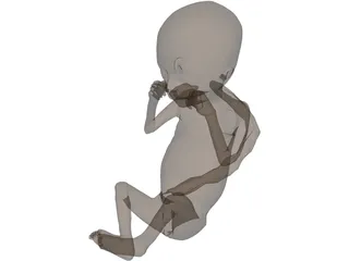 Fetus 3D Model