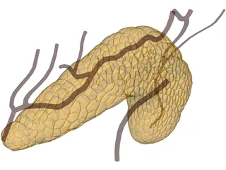 Pancreas 3D Model