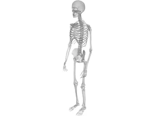 Skeleton Male 3D Model