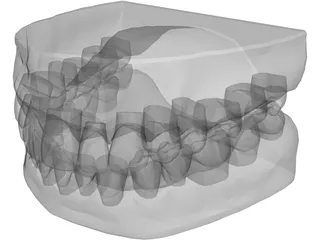 Teeth and Gums 3D Model