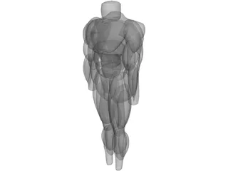 Muscles Body 3D Model