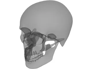 Skull 3D Model