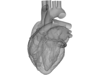 Heart 3D Model