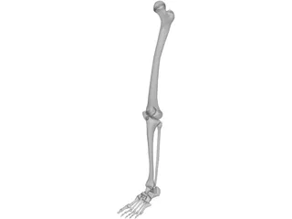 Leg Bone 3D Model