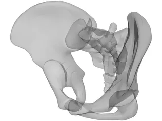 Pelvis 3D Model