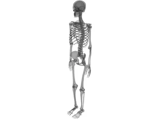 Skeleton 3D Model