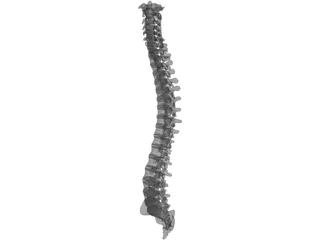 Vertebral Column 3D Model