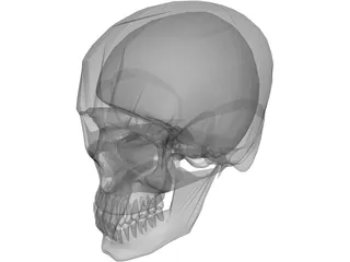 Skull 3D Model