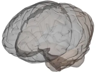 Brain Male 3D Model