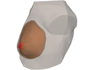 Breast 3D Model