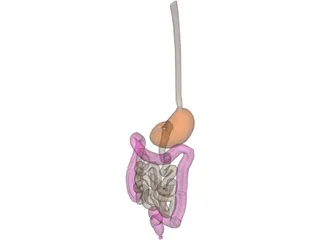 Digestive Tract Internal Organ 3D Model