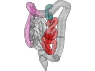 Intestines 3D Model