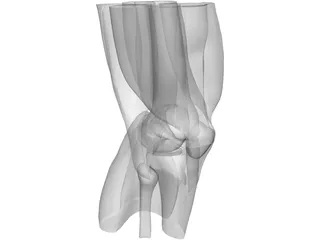 Knee 3D Model