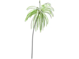 Palm Tree Cocoa 3D Model